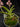 Flowering select Sarcochilus CC26/184