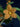 Flowering select Sarcochilus CC26/185