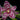 Flowering select Sarcochilus CC26/188