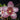 Flowering select Sarcochilus CC26/189