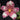 Flowering select Sarcochilus CC26/194