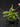 Flowering select Sarcochilus CC26/194