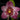 Flowering select Sarcochilus CC26/207