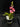 Flowering select Sarcochilus CC26/207