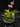 Flowering select Sarcochilus CC26/207