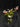 Flowering select Sarcochilus CC26/209