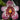 Flowering select Sarcochilus CC26/215