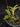Flowering select Sarcochilus CC26/216