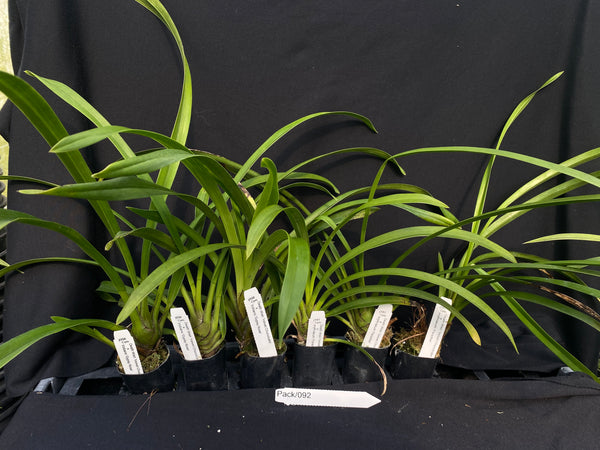 Orchid Seedling  Pack 092
