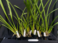 Orchid Seedling  Pack 101