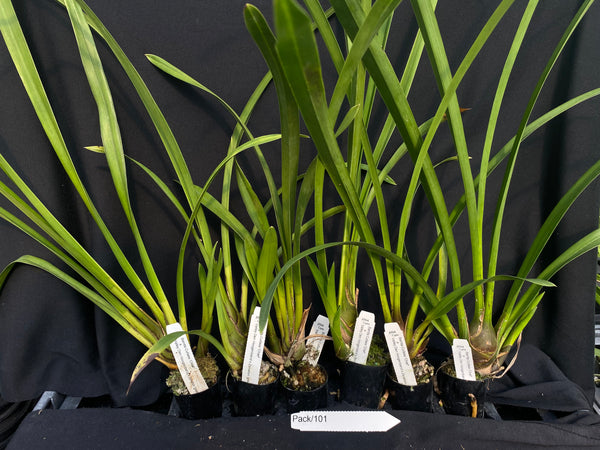 Orchid Seedling  Pack 101