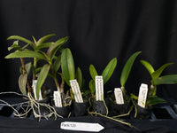 Orchid Seedling  Pack 120