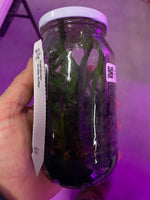 Cymbidium Clone Flask Pathfinder 'Softly Softly'