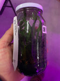 Cymbidium Clone Flask Pharlap 'Geyserland'