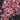 Flowering select Oncidium species CC26/006