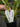 Flowering select Oncidium species CC26/008