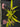 Flowering select Oncidium species CC26/009