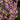 Flowering select Oncidium species CC26/010