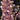 Flowering select Oncidium species CC26/011