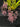 Flowering select Oncidium species CC26/011
