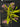 Flowering select Oncidium species CC26/011
