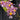 Flowering select Oncidium species CC26/012