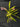 Flowering select Oncidium species CC26/012