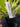 Flowering select Oncidium species CC26/013