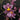 Flowering select Oncidium species CC26/017