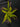 Flowering select Oncidium species CC26/017