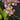 Flowering select Oncidium species CC26/019