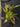 Flowering select Oncidium species CC26/019