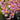Flowering select Oncidium species CC26/020