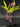 Flowering select Oncidium species CC26/020