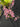 Flowering select Oncidium species CC26/023