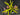 Flowering select Oncidium species CC26/023