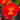 Flowering select Cattleya CC26/024