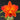 Flowering select Cattleya CC26/025