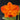 Flowering select Cattleya CC26/026