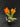 Flowering select Cattleya CC26/026