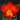 Flowering select Cattleya CC26/027