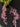 Flowering select Oncidium species CC26/028