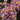 Flowering select Oncidium species CC26/029