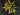 Flowering select Oncidium species CC26/029