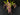 Flowering select Oncidium species CC26/030