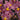 Flowering select Oncidium species CC26/031