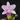 Flowering select Cattleya CC26/032