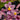 Flowering select Oncidium species CC26/035