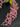 Flowering select Oncidium species CC26/035