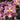 Flowering select Oncidium species CC26/038